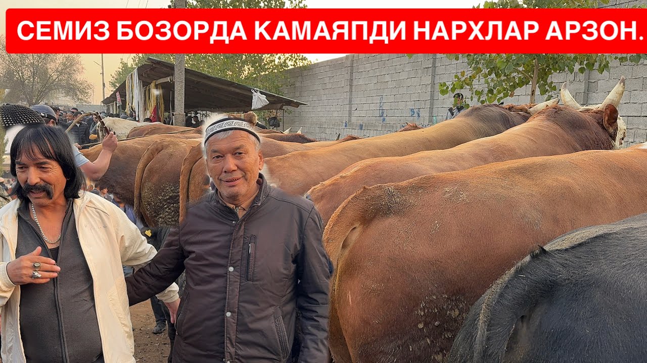 ЁР СИТИ ЎЗИМНИ СЕМИЗ БУҚАЛАРИМНИ СОТДИМ ХАКИМ АКАГАХАМ ИШ ЙЎҚ ЭКАН МЕН….