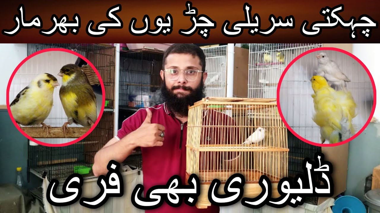 A lot of canaries arrived at Khurram Butt canary setup | Gloster canary | Norwich canary | Canary