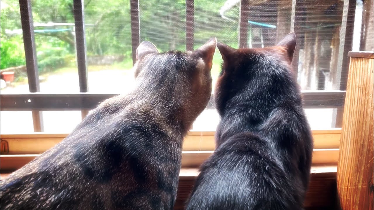 仕事熱心な隊長についていくのも楽じゃないぜ Someone's here!