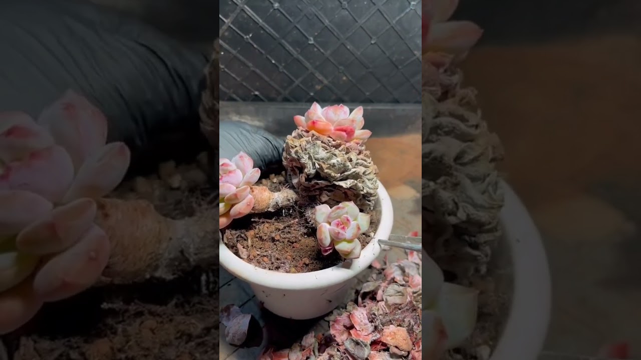 Deep Cleaning My Succulents 🌿 Removing Dry Leaves ( Relaxing )