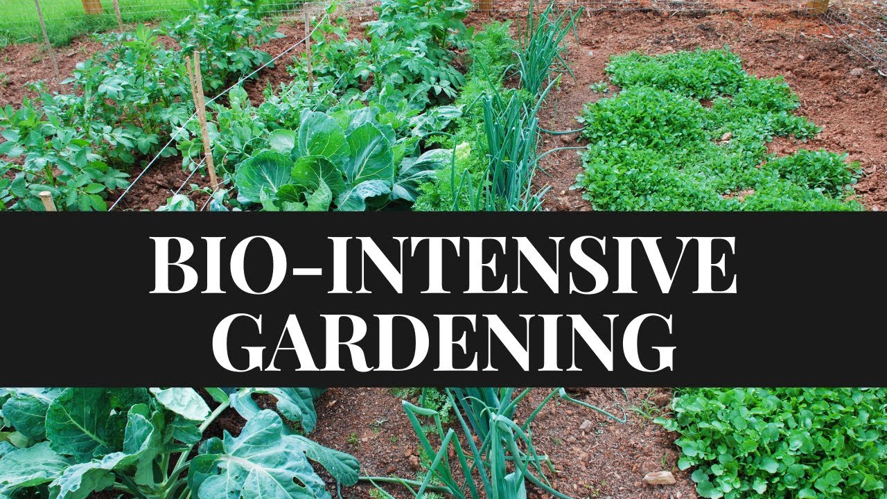 Ensuring Household Food Security through Bio Intensive Gardening