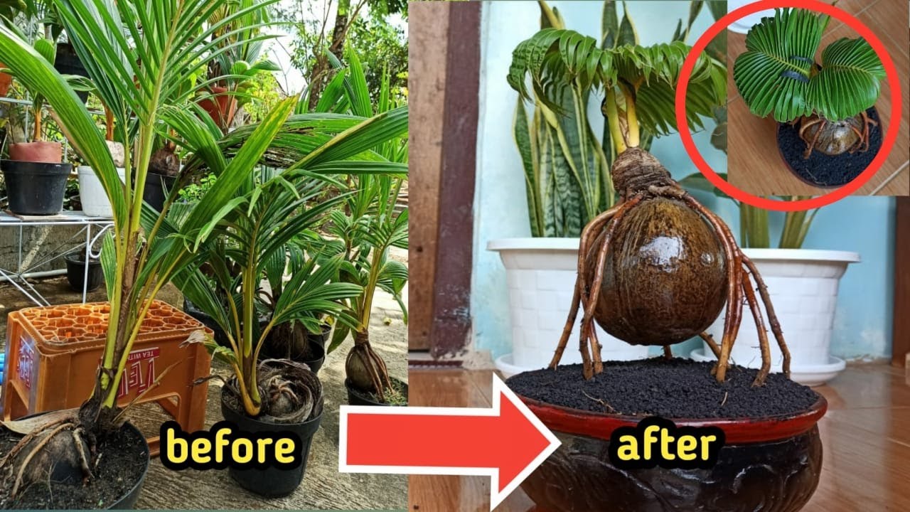 CARA MUDAH MEMPERINDAH BONSAI KELAPA | The easy way to beautify your coconut bonsai