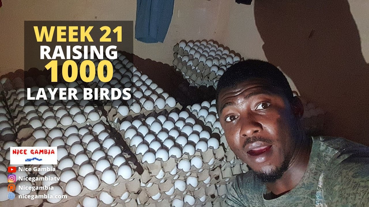 Week 21 1000 Layer Farming The Gambia