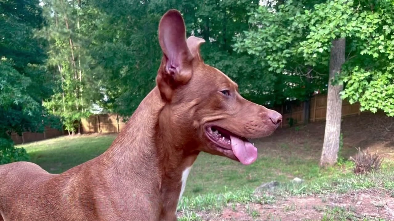 Dog Looking for His Forever Home Cario