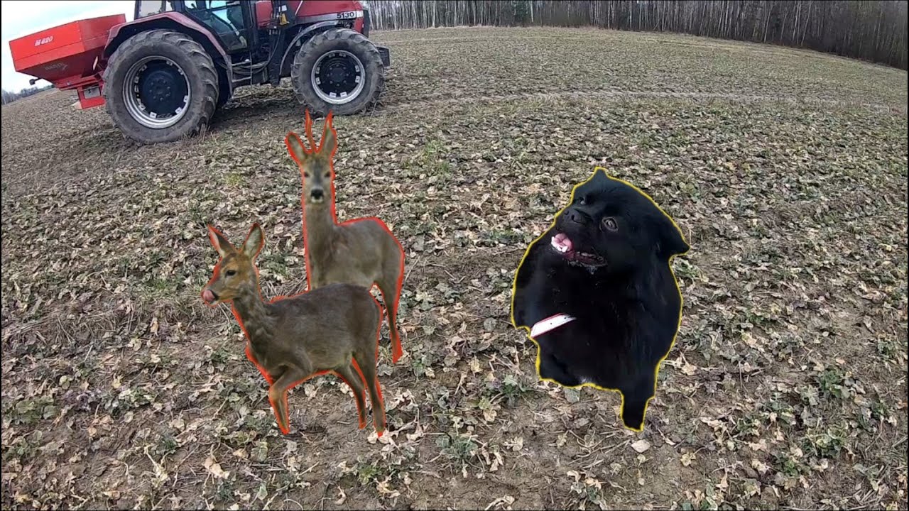 Siarczan magnezu na rzepak a Czaki gania sarniaki.