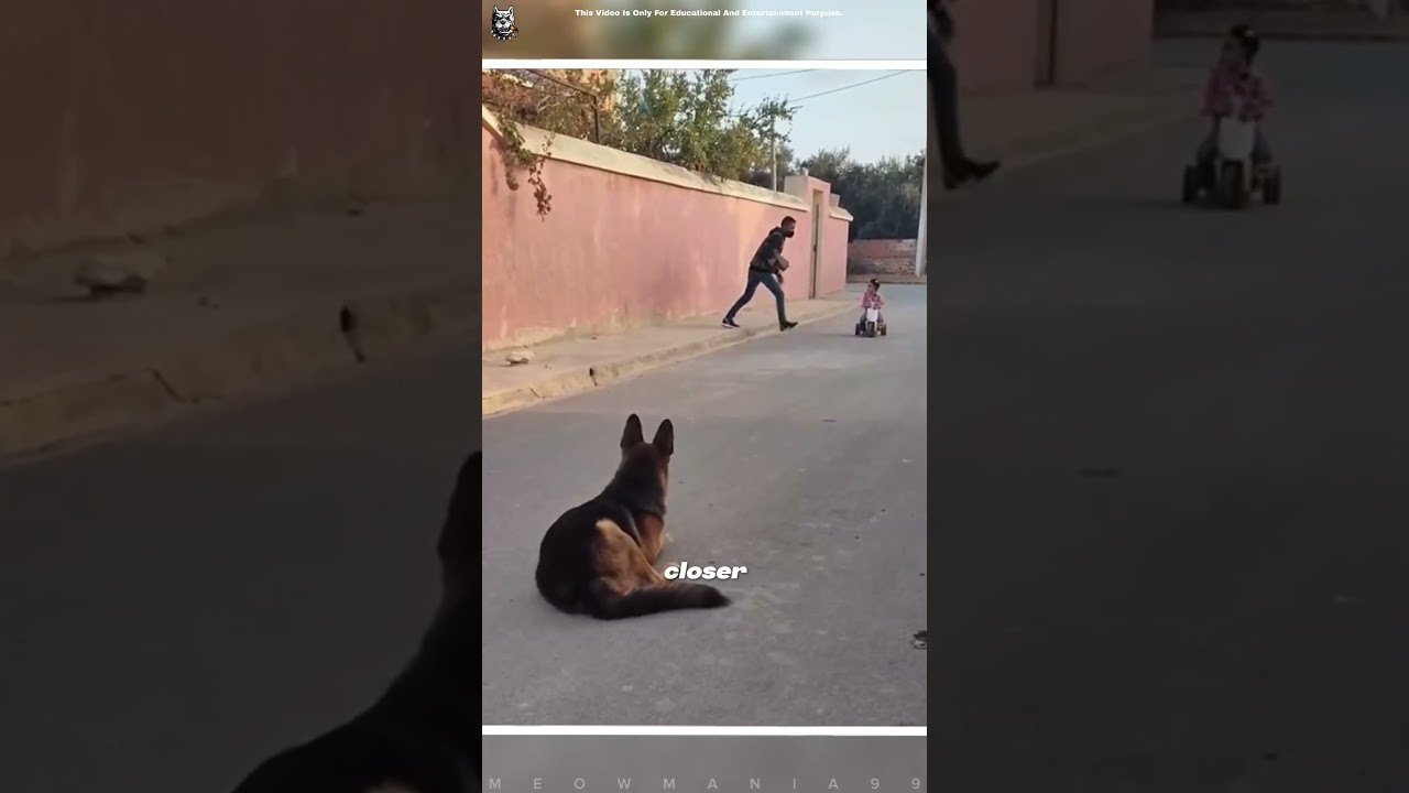 German Shepherd Saves A Baby From Thief 🤯