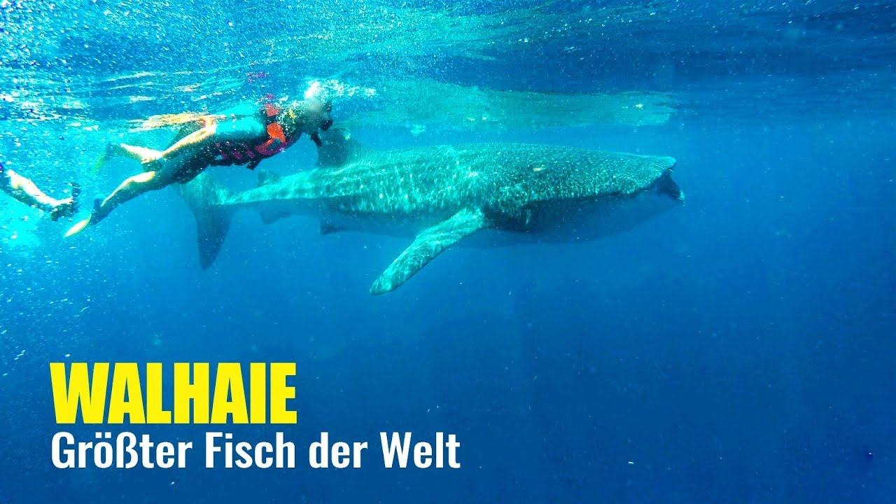WALHAIE IN MEXIKO - Schnorcheln mit dem 