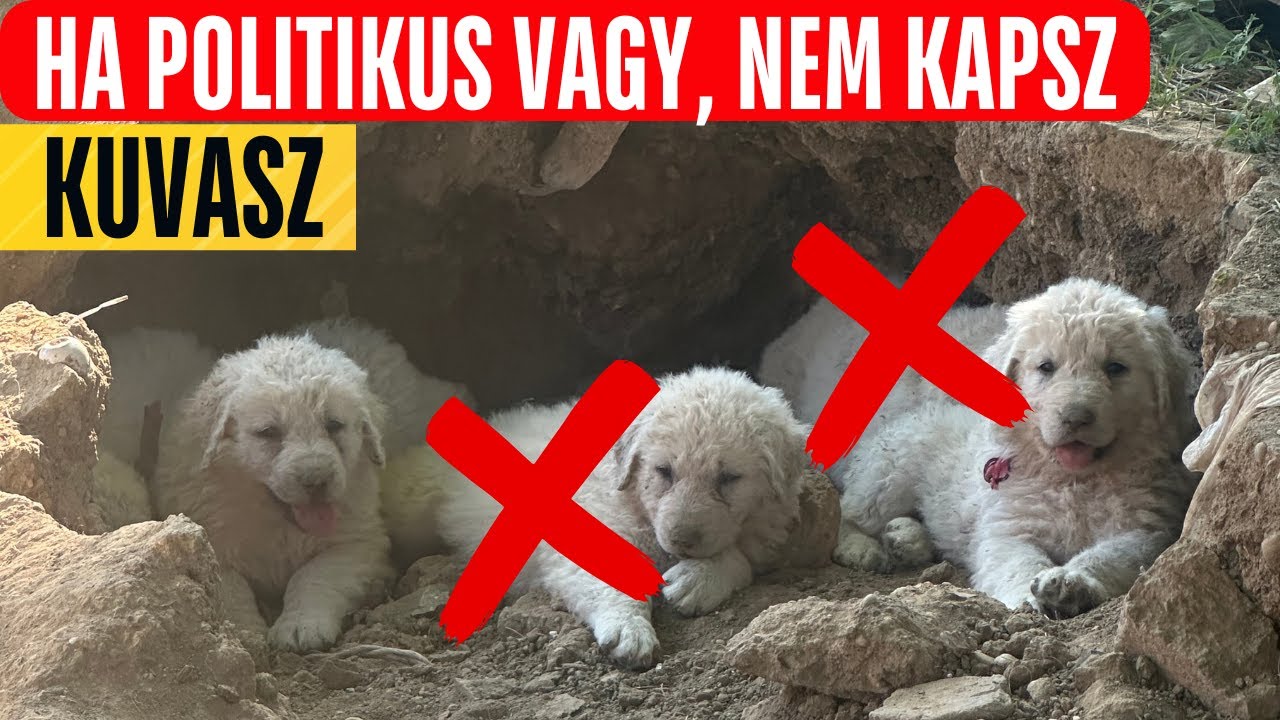 Kuvasz tenyésztés és politika (?)