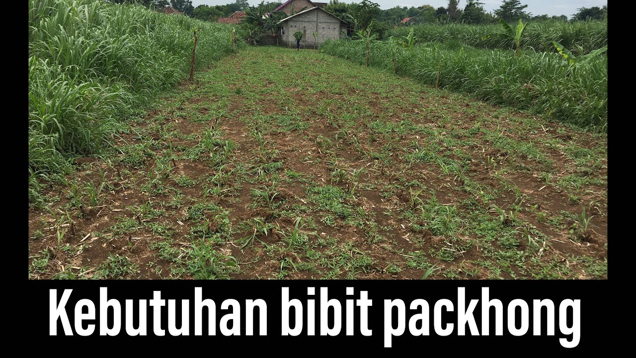 Kebutuhan bibit rumput packhong di lahan 840 m2 (60 ru)