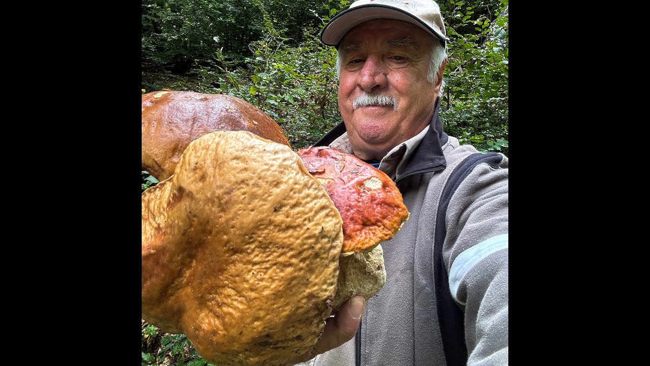 Porcini da perderci la testa  Il ritorno nei faggi , Video 4 K