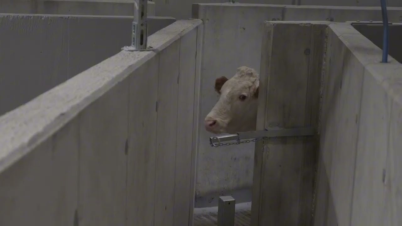 Tierwohl am Schlachthof | Sonnberg Biofleisch