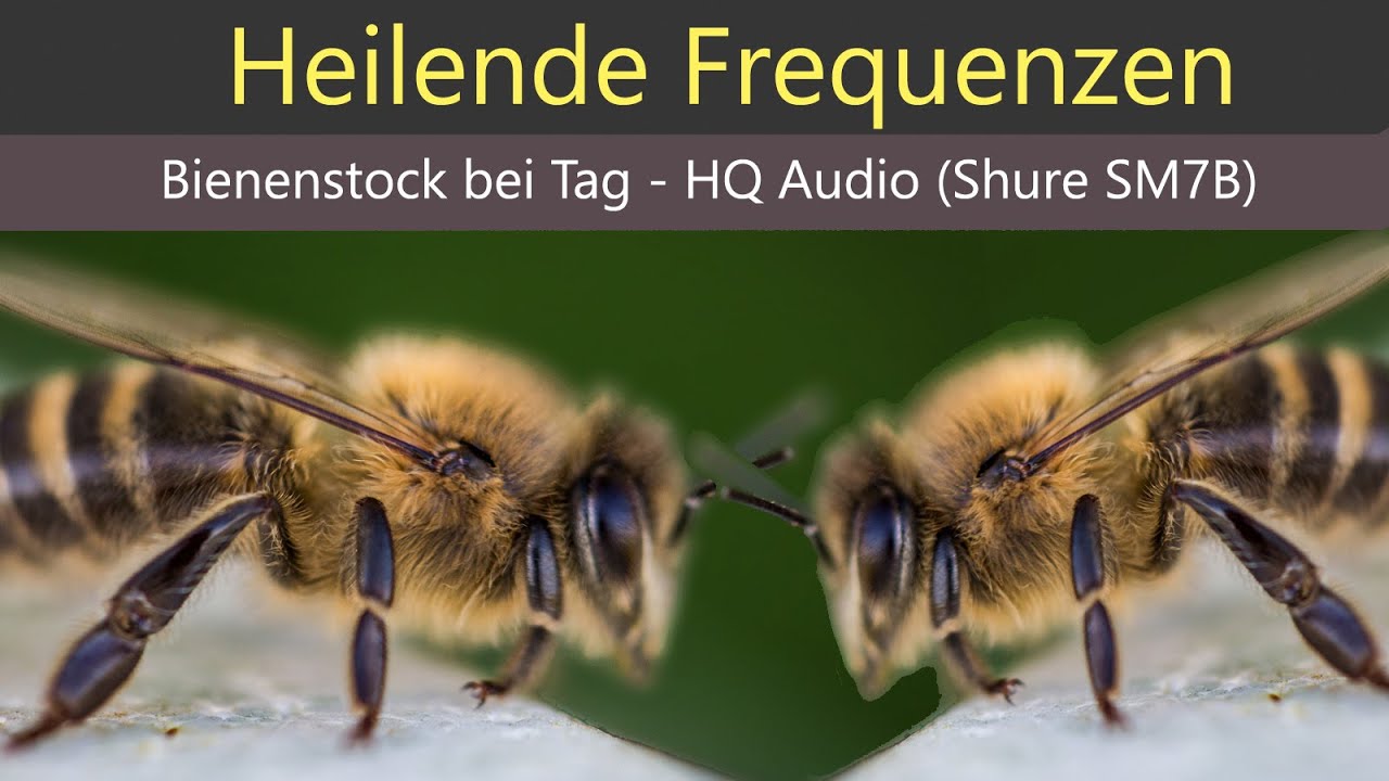 Heilende Frequenzen - Bienestock - Bienenflug am Tag - HQ Audio Shure SM7B