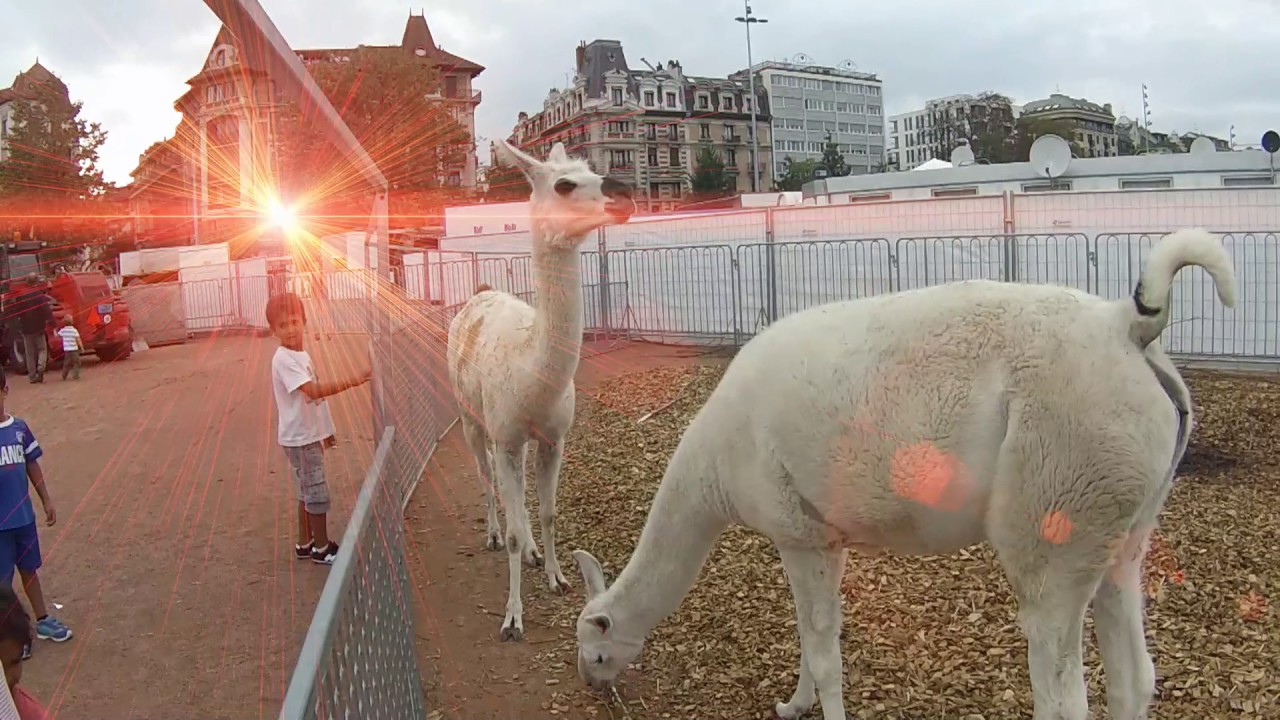 2014 cirque knie gva movie