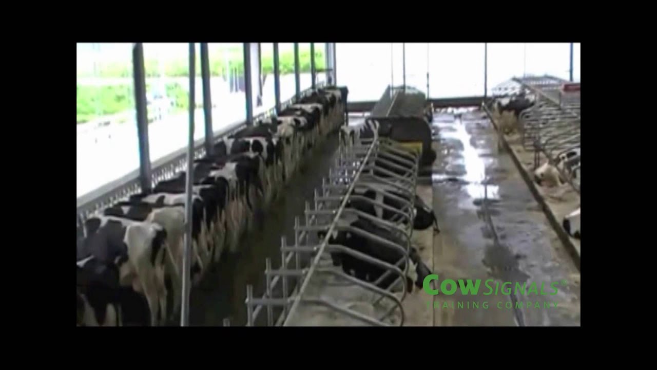 Cowsignals: no overstocking - Cowsignals robotbarn