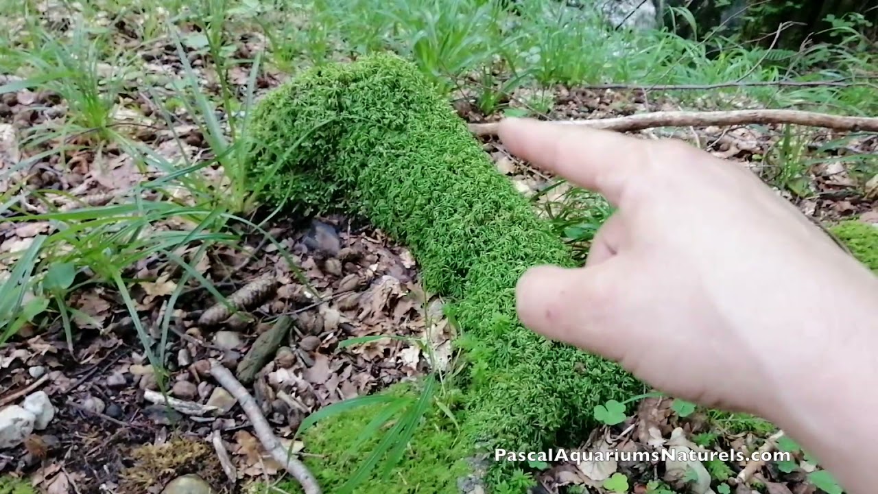 Balade nature aquascaping et ponctions arthropodes (bois mort, humus etc) -Pascal Aquariums Naturels