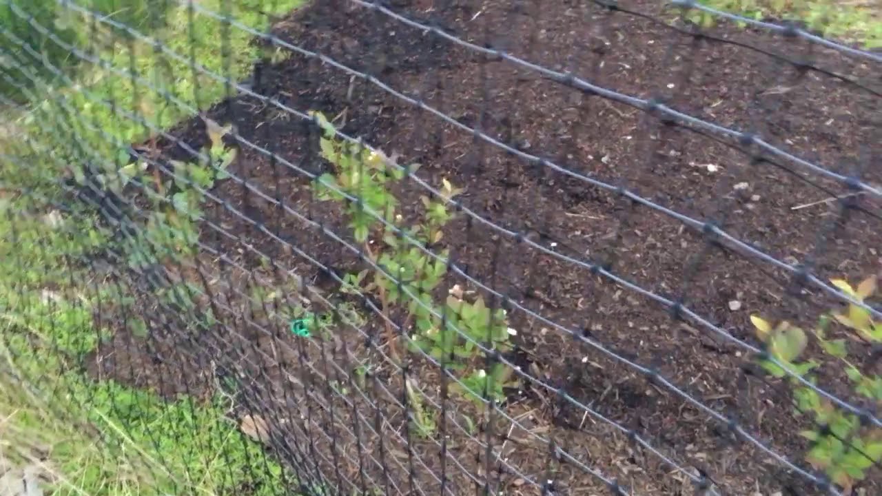 How to Protect Your Blueberries from Bird