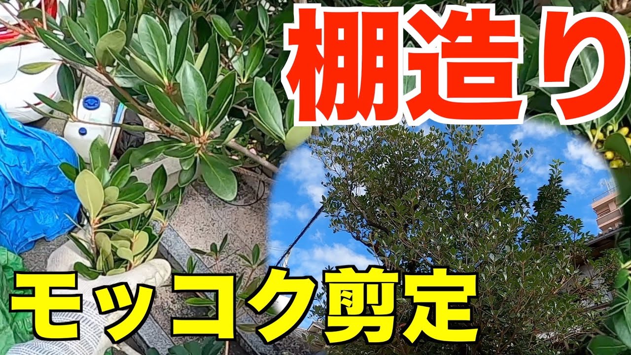 モッコクに葉巻き虫（ハマキムシ）を付きにくくする剪定方法を庭師が解説【庭師　pruning　9月】