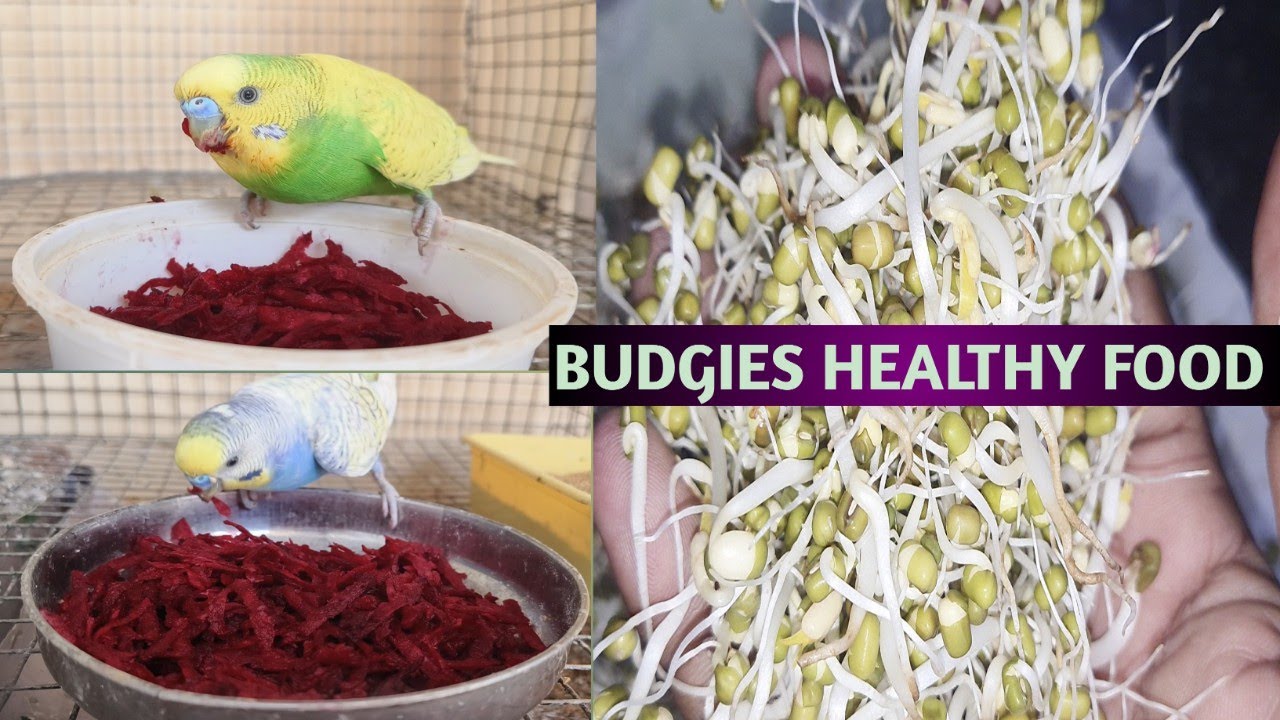 Budgies healthy food in Tamil |Love birds food list |#pettalkies #budgiebreeding #budgiesfood #birds