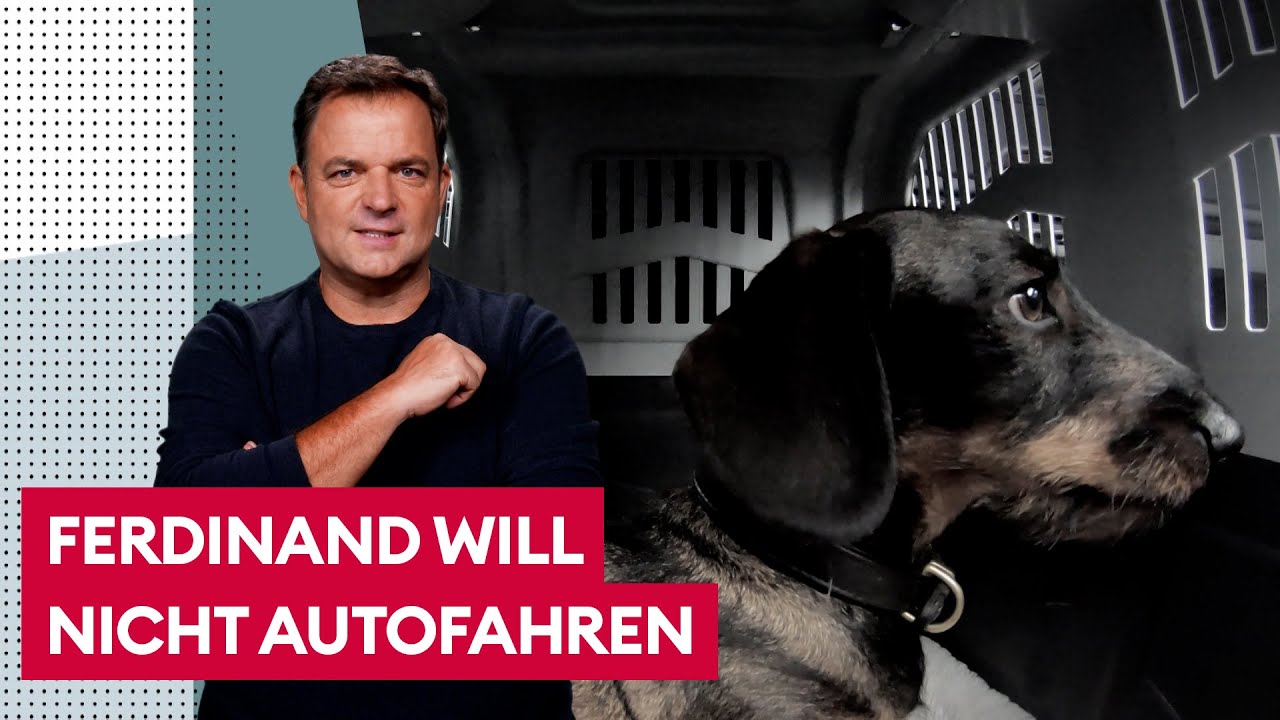 Dackel Ferdinand wird extrem ängstlich wenn's ins Auto geht... | Der Hundeprofi
