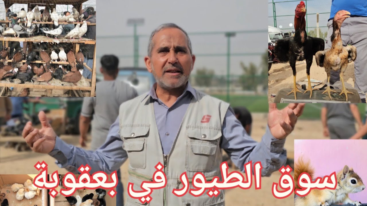 #سوق_الغزل بعقوبة سوق الطيور و الحيوانات الاخرى