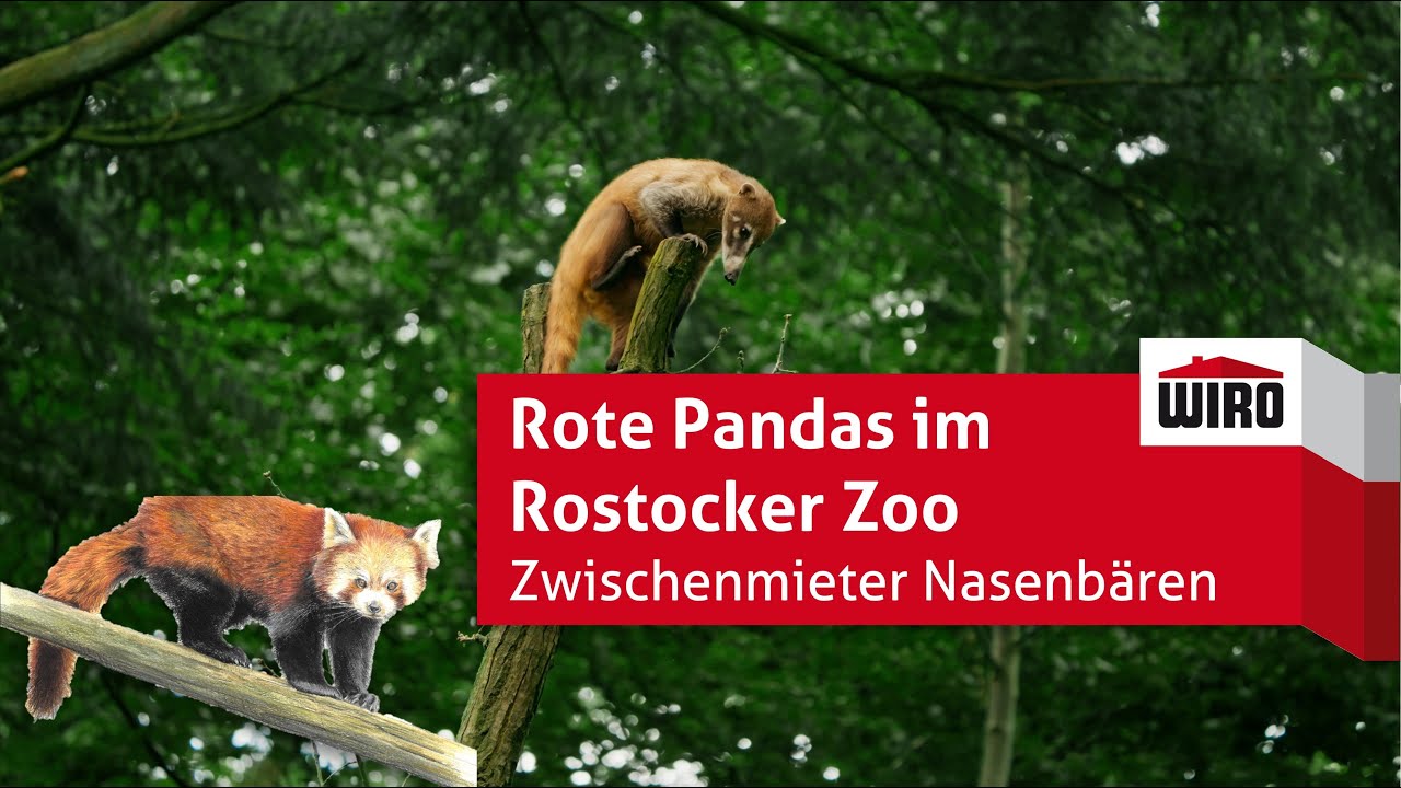 Rote Pandas im Rostocker Zoo - Zwischenmieter Nasenbären