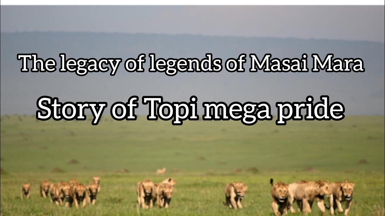 Story of Topi pride | Who is the dad of tali's cubs ? The blood of notches .