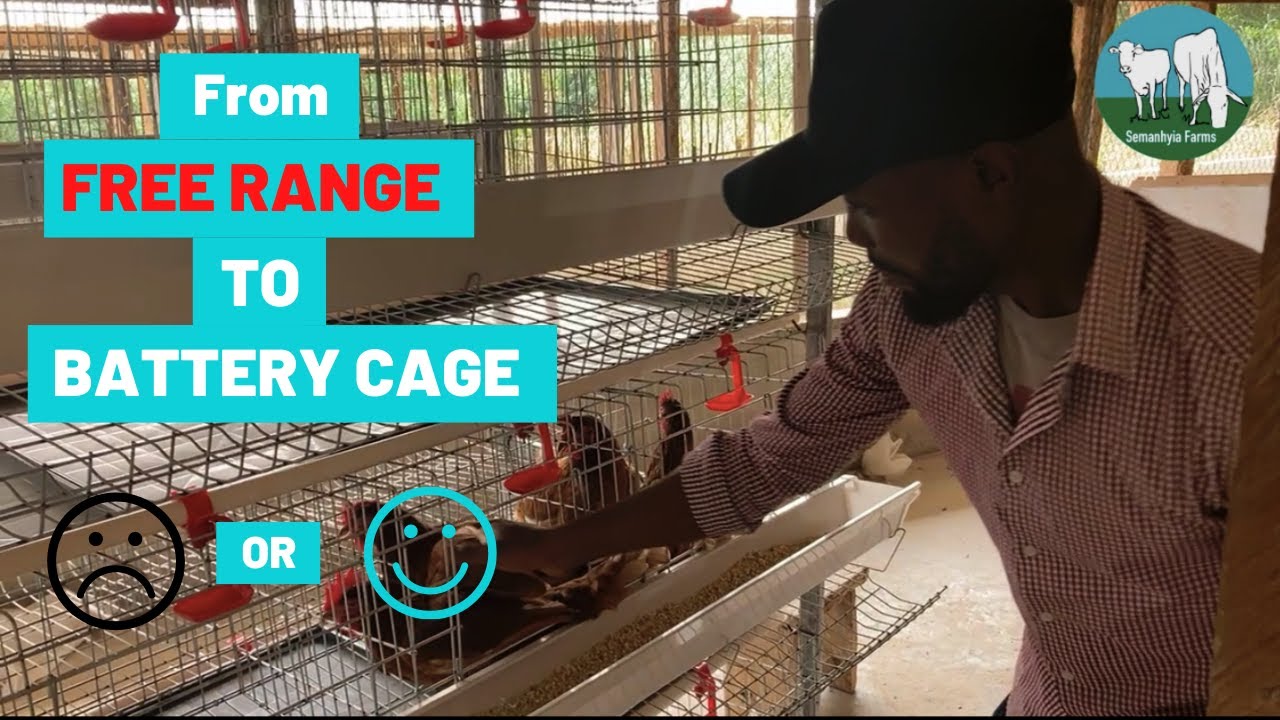Battery Cage System: Transitioning From Deep Litter To Battery Cages System