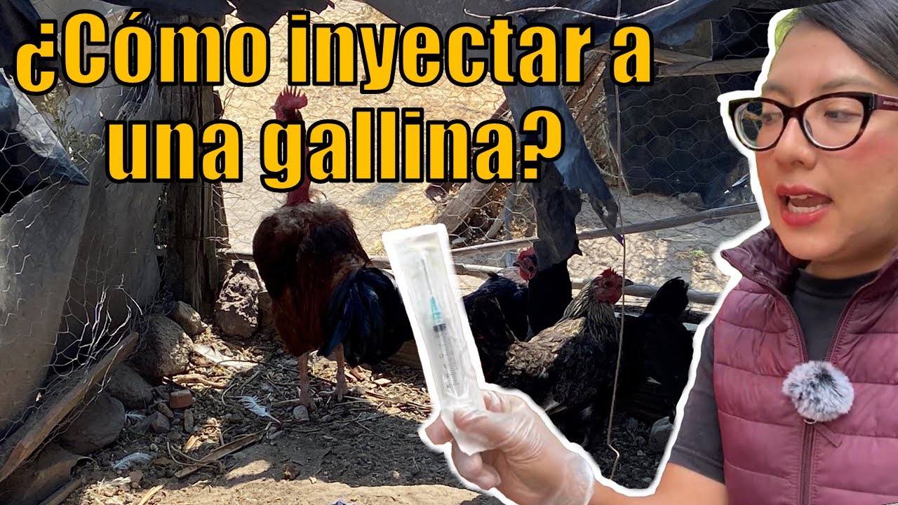 Aprende a inyectar a una gallina 🐓 TUTORIAL