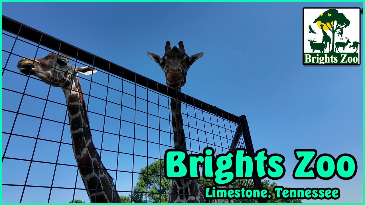 Brights Zoo in Limestone, TN  The Home to the spotless Giraffe! 100% Worth The Trip!