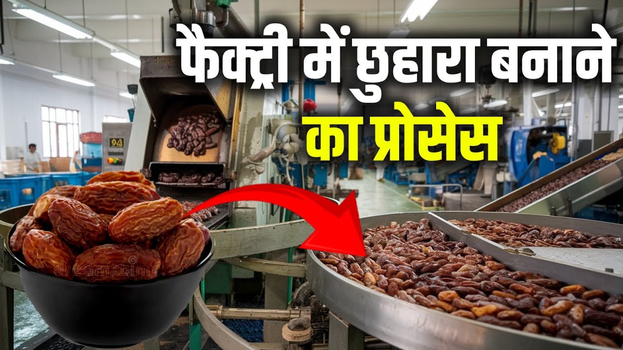 देखिए छुहारा कैसे बनता है। How Dry Dates Are Made from Tree | Dry Dates