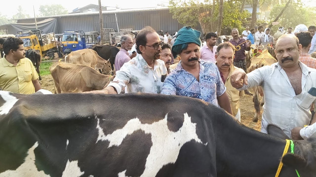 കോഴിക്കോട് പേരാമ്പ്രയിൽ നിന്ന് ചട്ടിപ്പറമ്പ് ചന്തയിൽ സജീഷിന്റെ പശുവിനെ വാങ്ങാൻ ആളുകൾ എത്തിത്തുടങ്ങി 