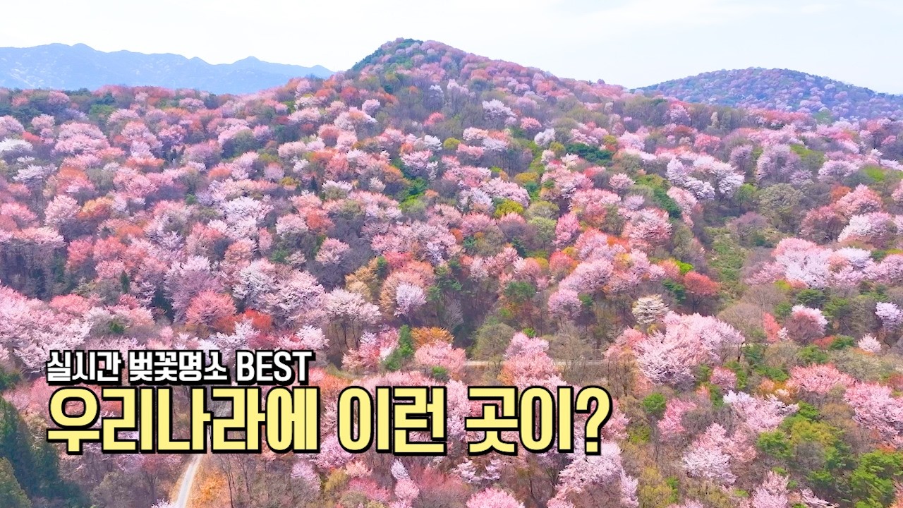 놓치면 후회할 4월 여행 추천 국내여행 BEST #여행추천 #국내여행