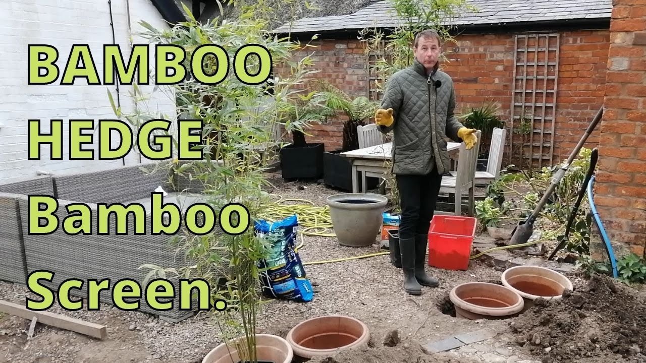 BAMBOO HEDGE, Bamboo Screen. How to plant Bamboo.