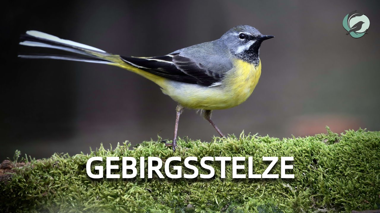 GEBIRGSSTELZE💮Zwitscherportrait 💮 Vogelstimmen, Vogelportrait, Steckbrief