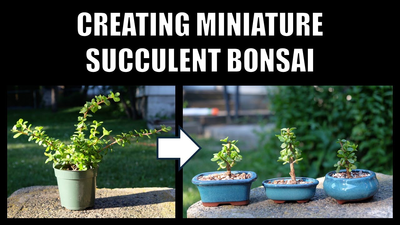 Creating Miniature Succulent Bonsai