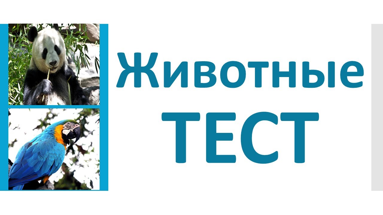 РКИ Животные Тест Russian Animals Test