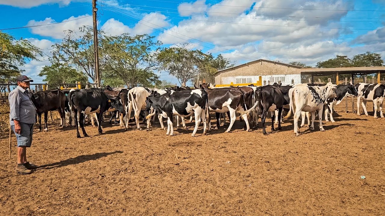 VACAS PRENHAS DE 6 A 7 MESES Á VENDA NA FAZENDA ZÉ DE DANDA EM CACHOEIRINHA PE!!