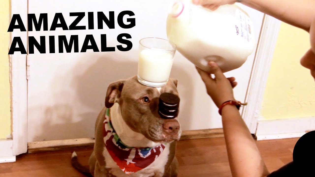 Animals are Awesome - Animals Doing Incredible Things 😮😮😮