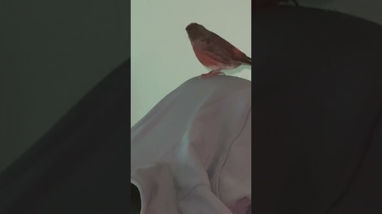 Mi canario es un kilo de la casa #titocanario