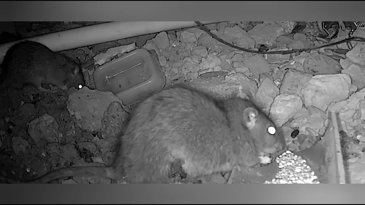 Rats eating rodenticides under floorboards 