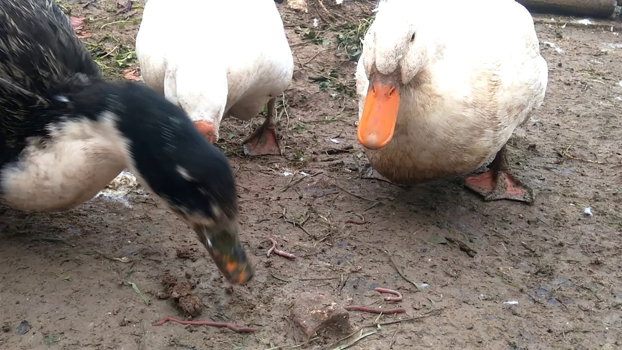OrganikYem,organic feed