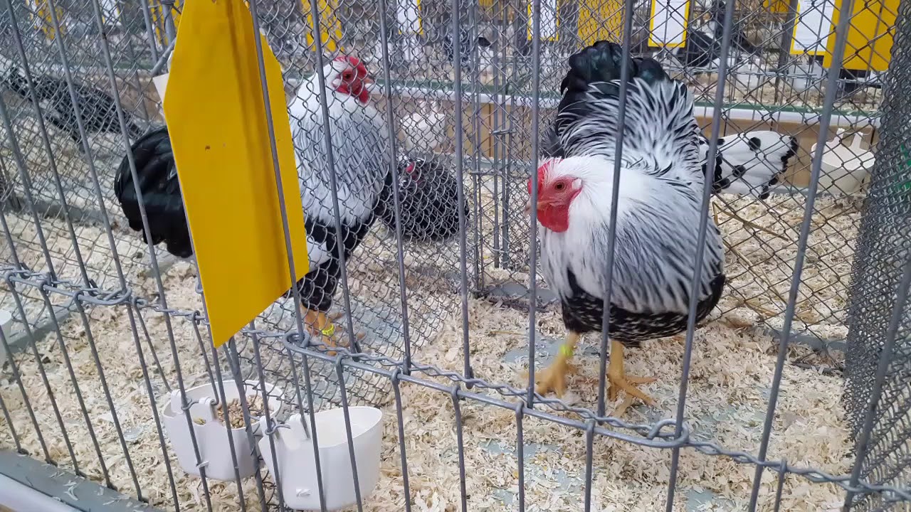 Bilder von der KV Geflügelschau 