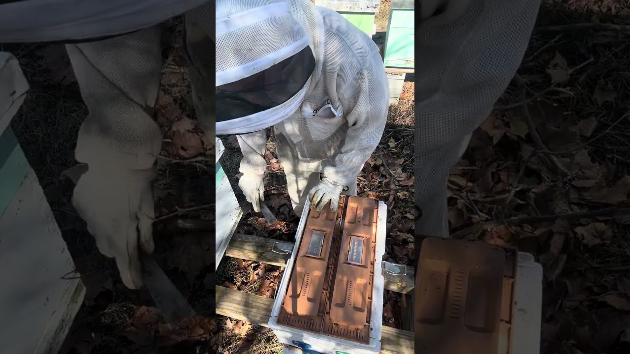 First bee checks of 2026 - how many hives survived? 