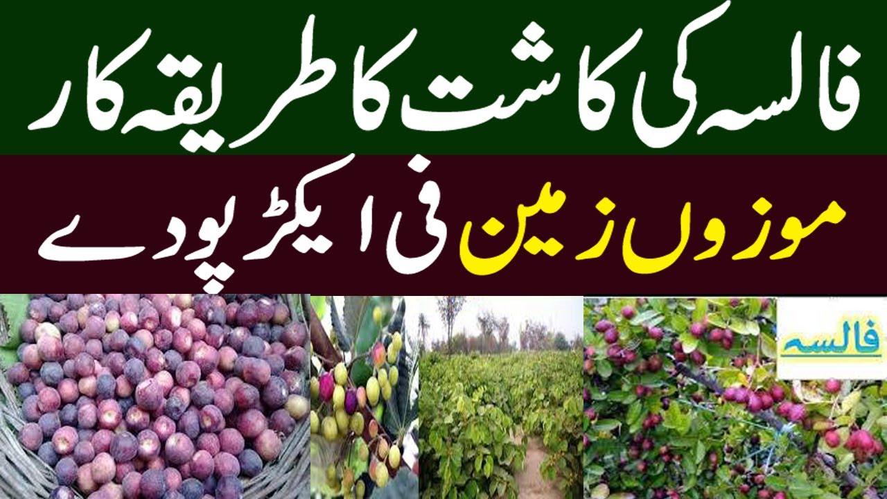 Falsa ki Kasht | falsa farming in Pakistan  || فالسہ کی کاشت