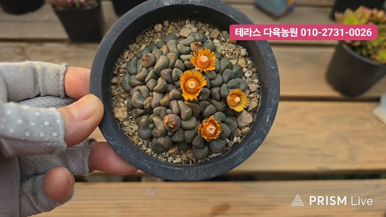 테라스 다육농원 라이브 방송  01/23