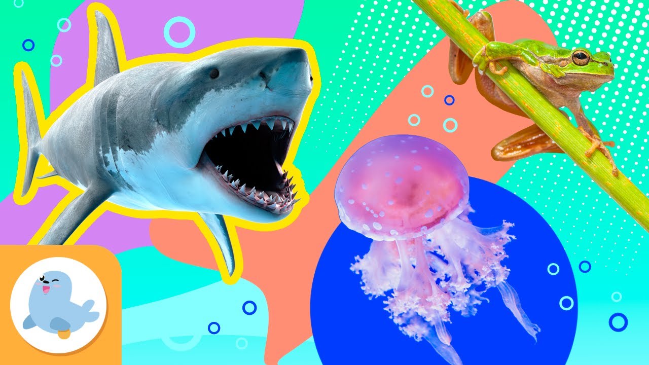 ANIMAIS AQUÁTICOS para crianças 🦈👾 TUBARÃO, MEDUSA e RÃ 🐸 Recopilação