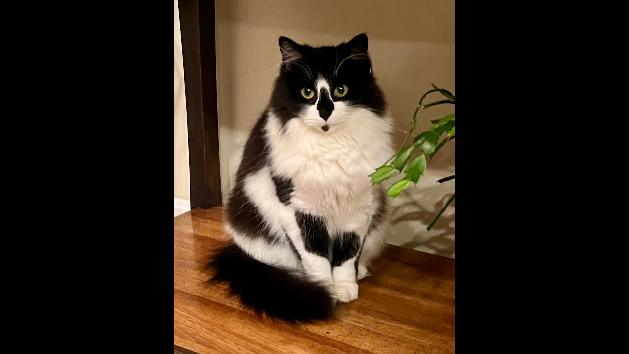 Kyra Norwegian Forest Cat