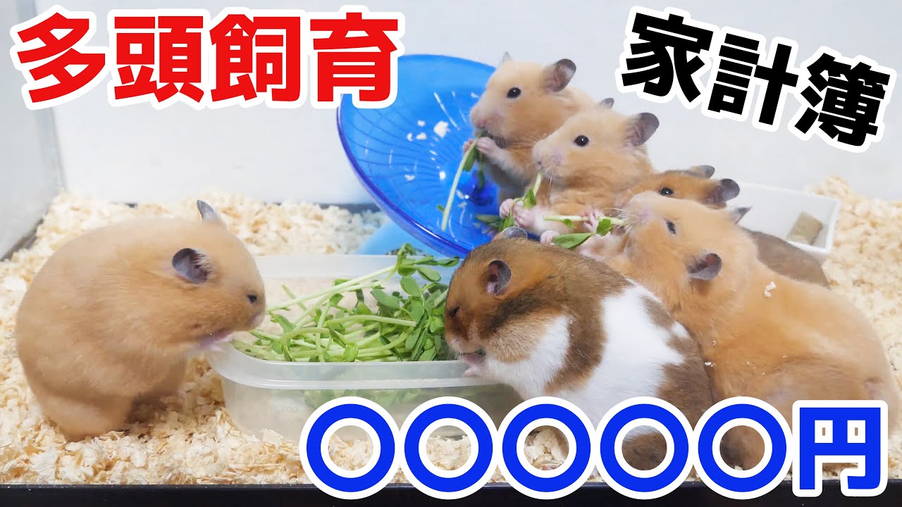 ハムスターを10匹飼育するといくらかかる？一ヶ月の食費やその他もろもろかかる費用を全て公開します