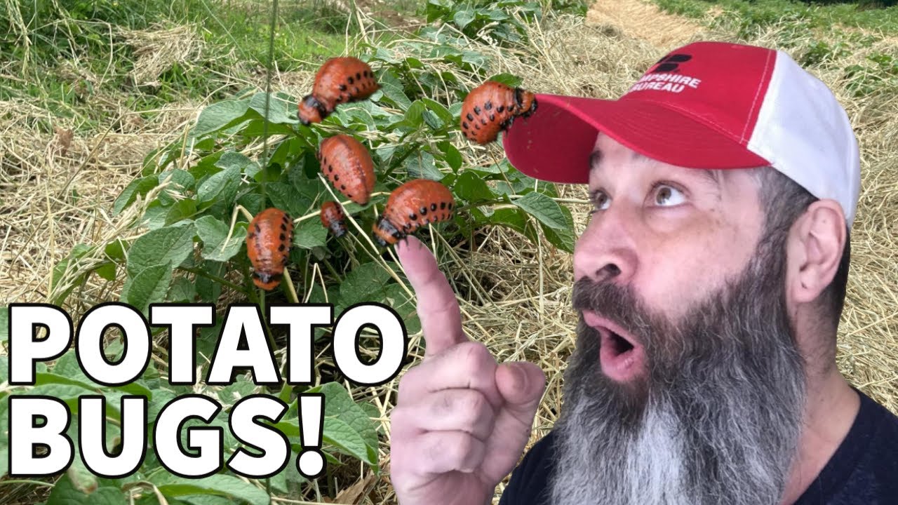We Planted Way Too Many Potatoes