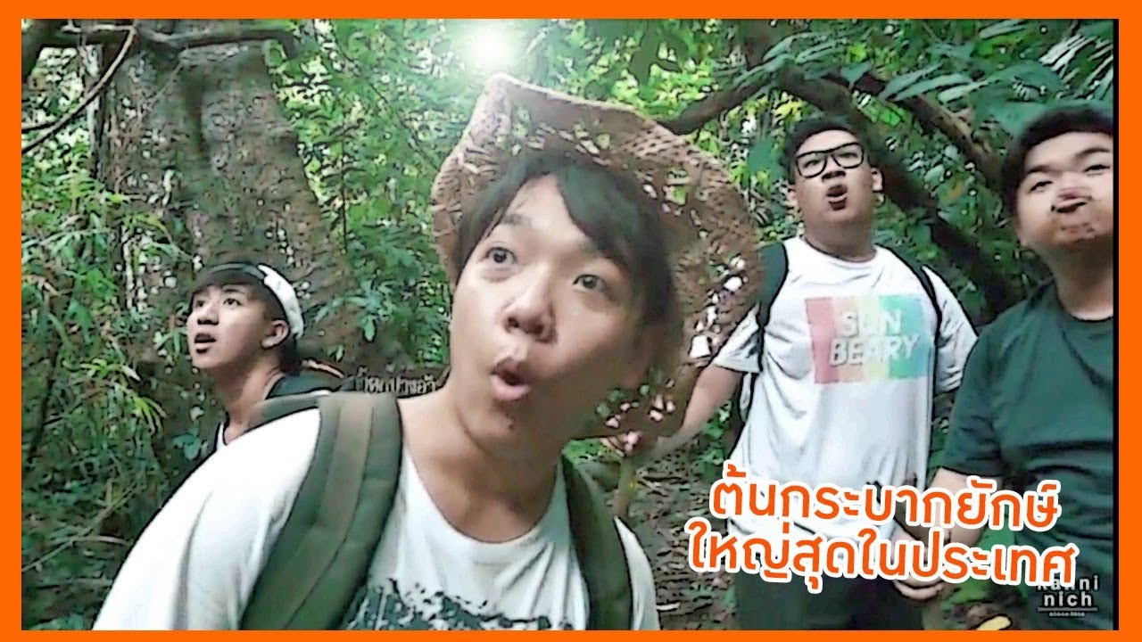 ต้นกระบาก ใหญ่ที่สุด ในประเทศไทย | My พุง the series (EP.7) by Diamond Grains